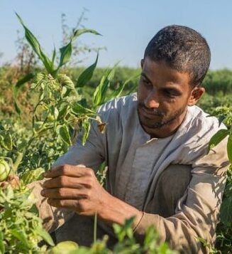 egyptian farmer in a green field
